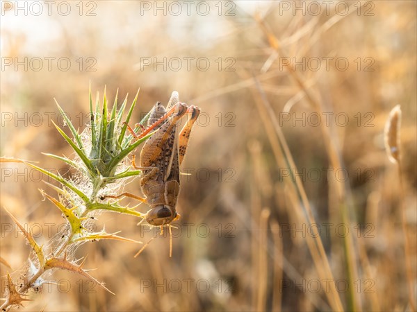 Grasshopper, Lopar, Rab Island, Croatia, Europe