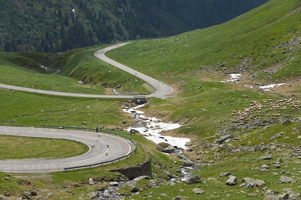 A winding mountain road meanders along a river with a flock of sheep through green hills, Capra River, Transfogarasan High Road, Transfagarasan, TransfagaraÈ™an, FagaraÈ™ Mountains, Fagaras, Transylvania, Transylvania, Transylvania, Ardeal, Transilvania, Carpathians, Romania, Europe