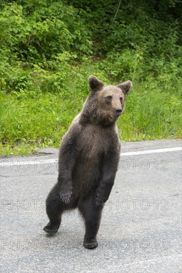 An alert brown bear stands on two legs at the roadside, surrounded by greenery, European brown bear (Ursus arctos arctos), Transylvania, Carpathians, Romania, Europe