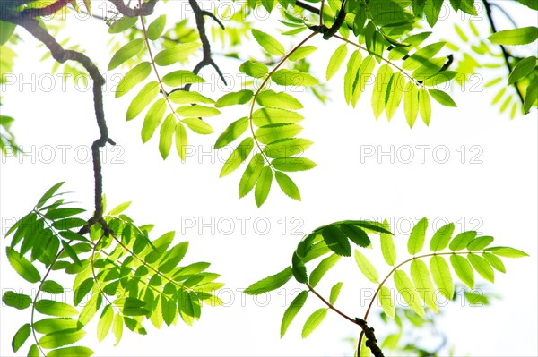 Leaves of rowan or mountain-ash (Sorbus aucuparia) Walchensee, Bavaria, Germany, Europe