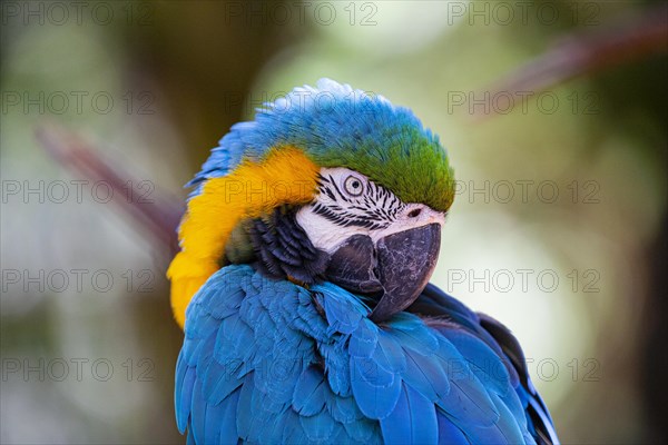 Blue and yellow macaw (Ara ararauna) Pantanal Brazil