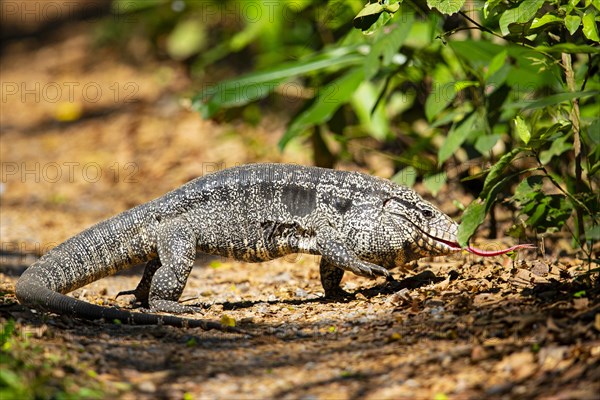 Gold tegu (Tupinambus teguixin) Pantanal Brazil