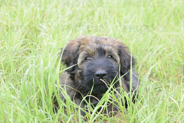 A playful puppy hides in the tall grass and looks curiously, Briard (Berger de Brie), puppy, 8 weeks old