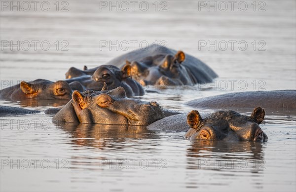 Hippos (Hippopatamus amphibius), group in the water at sunset with reflection, adult, Sabie River, Kruger National Park, South Africa, Africa