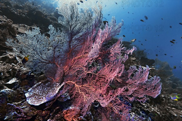 Knotted fan coral (Melithaea ochracea), Wakatobi Dive Resort, Sulawesi, Indonesia, Asia