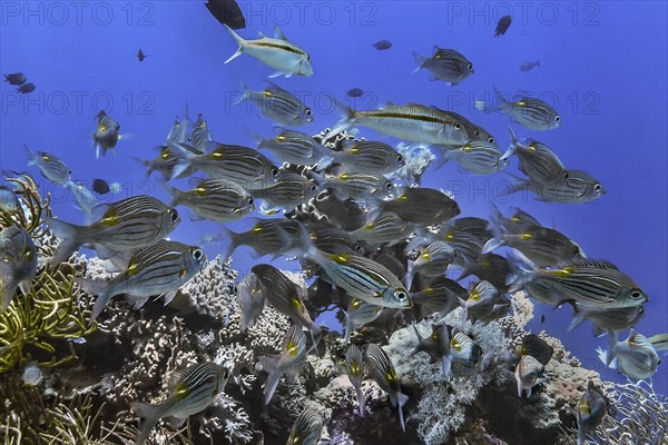 A shoal of various snapper (Lutjanidae), Wakatobi Dive Resort, Sulawesi, Indonesia, Asia