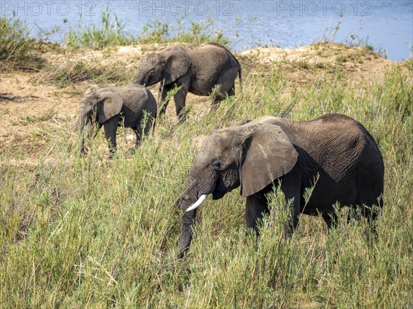 African elephant (Loxodonta africana), group feeding on the banks of the Sabie River, Kruger National Park, South Africa, Africa