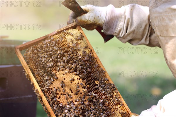 Beekeeper works on his hive