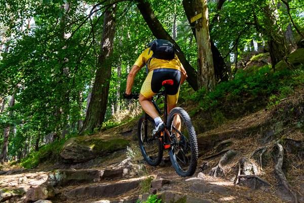 Mountain biker riding uphill on a narrow path