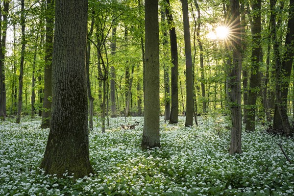 A deciduous forest with white flowering ramson (Allium ursinum) in spring in the evening sun with a sun star. Rhine-Neckar district, Baden-Wuerttemberg, Germany, Europe