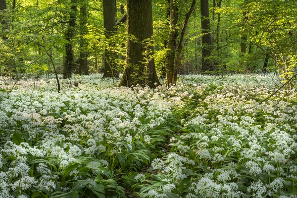 A narrow path leads through a deciduous forest with white flowering ramson (Allium ursinum) in spring in the evening sun. Rhine-Neckar district, Baden-Wuerttemberg, Germany, Europe