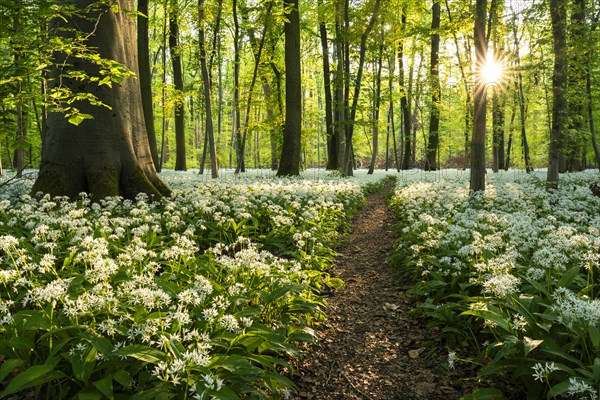 A path leads through a deciduous forest with white flowering ramson (Allium ursinum) in spring. Evening sun with sun star. Rhine-Neckar district, Baden-Wuerttemberg, Germany, Europe