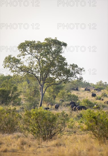 African buffalo (Syncerus caffer caffer), herd in the African savannah, Kruger National Park, South Africa, Africa