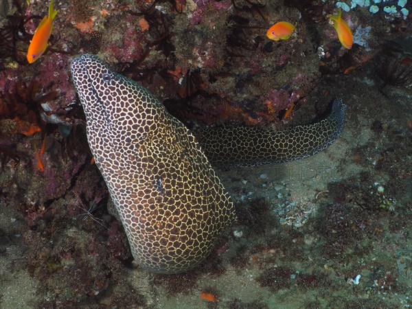 Laced moray (Gymnothorax permistus), Sodwana Bay National Park Dive Site, Maputaland Marine Reserve, KwaZulu Natal, South Africa, Africa