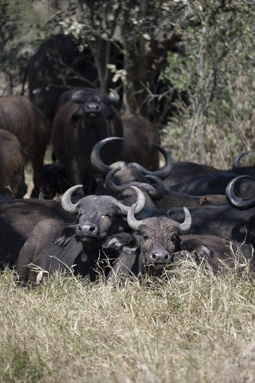 Herd of african buffalo (Syncerus caffer caffer) lying in dry grass, African savannah, Kruger National Park, South Africa, Africa