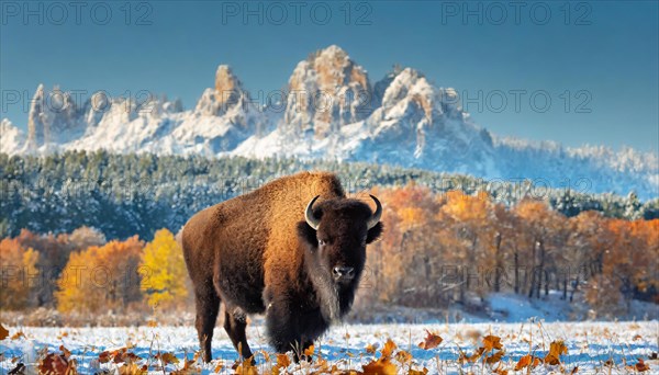 AI generated, animal, animals, mammal, mammals, biotope, habitat, one, individual, foraging, wildlife, bison, North America, Buffalo, wild cattle, (Bison bonasus), autumn, autumn leaves, early winter, snow