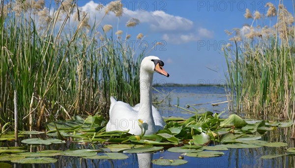 Ai generated, animal, animals, bird, birds, biotope, habitat, one, individual, swims, waters, reeds, water lilies, blue sky, foraging, wildlife, white, white swan, swans, mute swan (Cygnus olor), summer, seasons, sideways