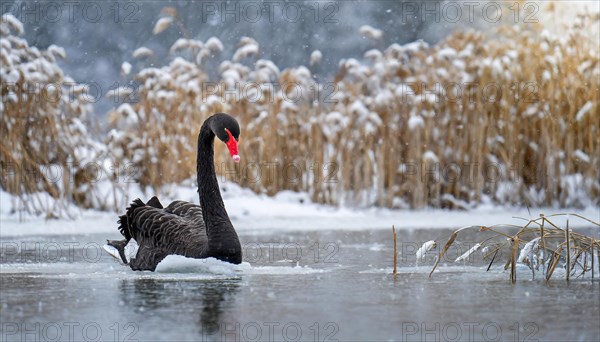 KI generated, animal, animals, bird, birds, biotope, habitat, one, individual, water, reed, blue sky, foraging, wildlife, summer, seasons, black swan (Cygnus atratus), Black Swan, snow, ice, winter