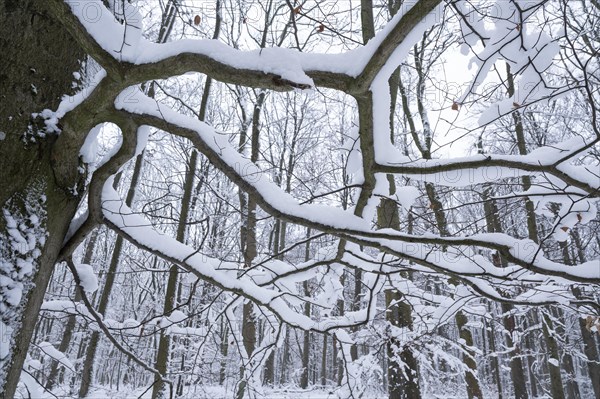 Snow-covered deciduous forest in winter, branches of copper beech (Fagus sylvatica) covered with snow, Hainich National Park, Thuringia, Germany, Europe