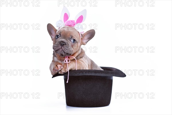 Cute blue fawn French Bulldog dog puppy with Easter bunny headband in black magician hat on white background