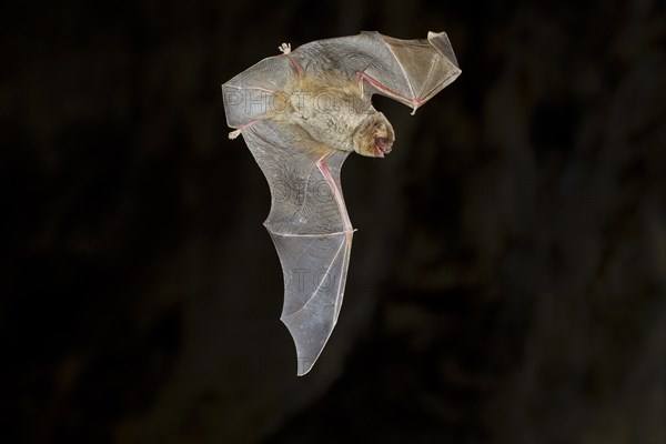 Common bent-wing bat (Miniopterus schreibersii) in flight in a cave, Northern Bulgaria, Bulgaria, Europe