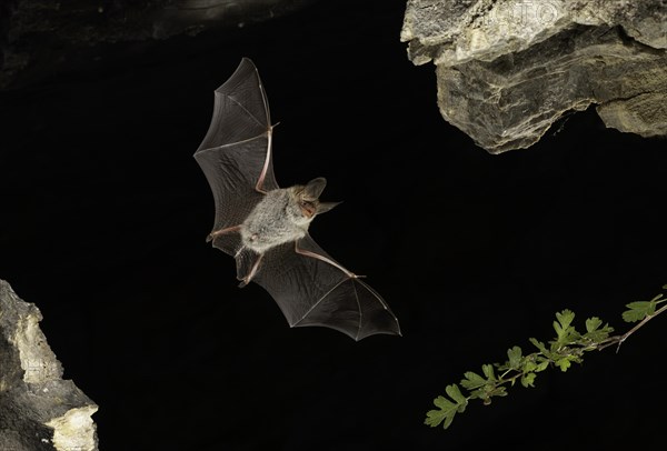 Bechstein's bat (Myotis bechsteinii) in flight, Thuringia, Germany, Europe