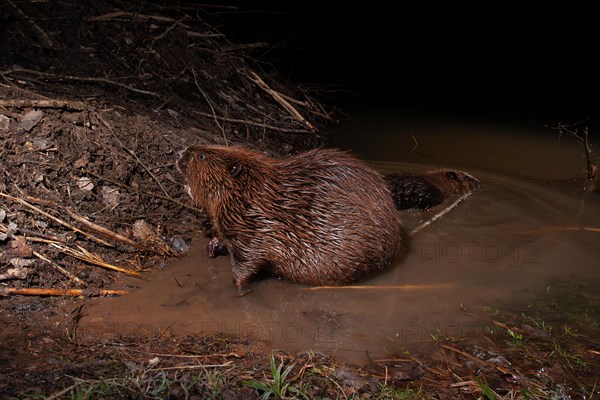 European beaver (Castor fiber) at the beaver lodge, Thuringia, Germany, Europe