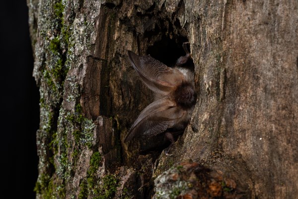 Brown long-eared bat (Plecotus auritus) in a tree hollow, Thuringia, Germany, Europe