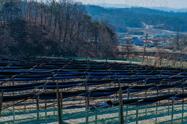 Crop of ginseng on hilltop overlooking farming community in valley under blue sky