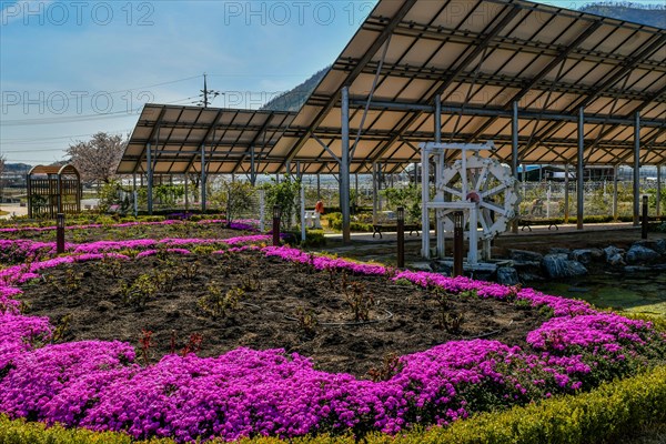 White wooden waterwheel under solar panel at public park with purple flowers in foreground