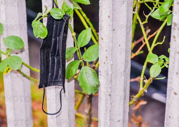 Black medical mask hanging on thorns of rosebush growing through fence