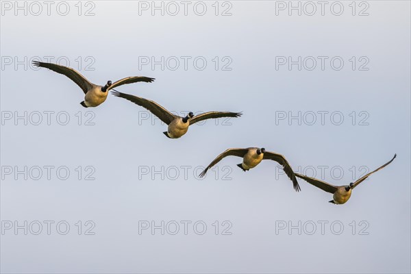Canada Goose, Branta canadensis, birds in flight on sky over marshes
