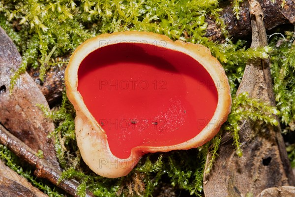 Austrian Goblet red fruiting body in green moss