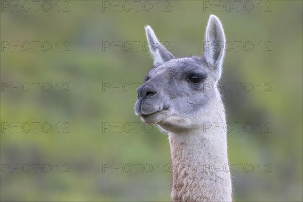 Guanaco (Llama guanicoe), Huanaco, adult, animal portrait, Torres del Paine National Park, Patagonia, end of the world, Chile, South America