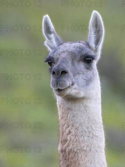 Guanaco (Llama guanicoe), Huanaco, adult, animal portrait, Torres del Paine National Park, Patagonia, end of the world, Chile, South America