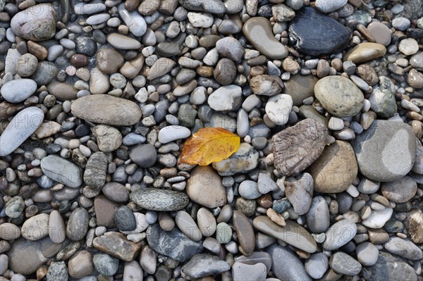 A single orange-coloured beech leaf lies on grey stones in autumn, Salzach, Burghausen, Upper Bavaria, Bavaria, Germany, Europe