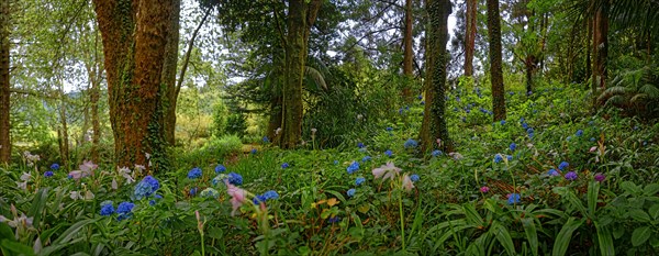 Panorama of a flowering forest with blue hydrangeas in bloom and green undergrowth, Terra Nostra Park, Furnas, Sao Miguel, Azores, Portugal, Europe
