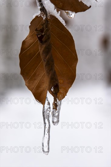 Small icicles on dry beech leaves in winter, Close Up, Lindensee, Ruesselsheim am Main, Hesse, Germany, Europe