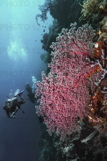 A giant Godeffroy soft coral (Siphonogorgia godeffroyi), with divers, Wakatobi Dive Resort, Sulawesi, Indonesia, Asia