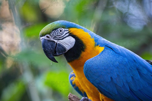 Blue and yellow macaw (Ara ararauna) Pantanal Brazil