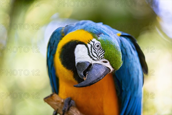 Blue and yellow macaw (Ara ararauna) Pantanal Brazil