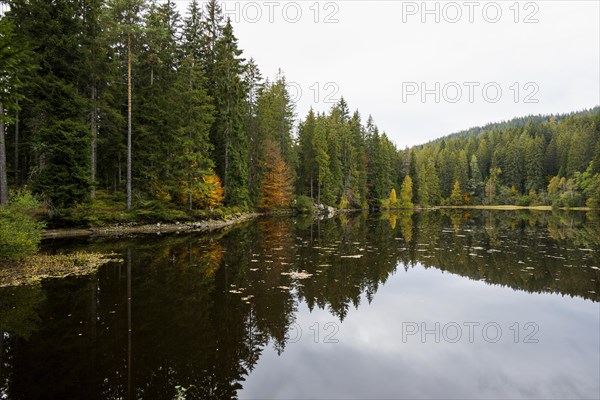 Lake and autumn forest, Mathisleweiher, near Hinterzarten, Black Forest, Baden-Wuerttemberg, Germany, Europe