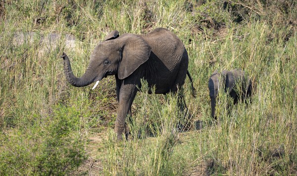 African elephant (Loxodonta africana), mother with young, feeding on the banks of the Sabie River, Kruger National Park, South Africa, Africa