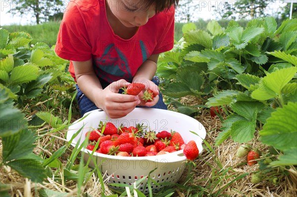 Boy picking strawberries in the field