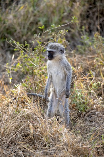 Vervet monkey (Chlorocebus) standing in the grass, alert, Kruger National Park, South Africa, Africa