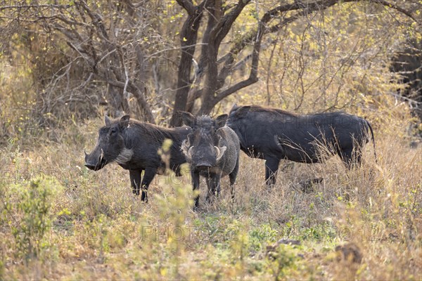 Common warthog (Phacochoerus africanus), three warthogs in tall dry grass, Kruger National Park, South Africa, Africa