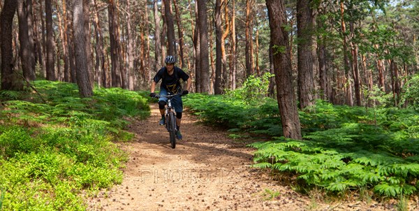 Mountain bikers on a beautiful trail in the summery Palatinate Forest near the Kalmit near Maikammer