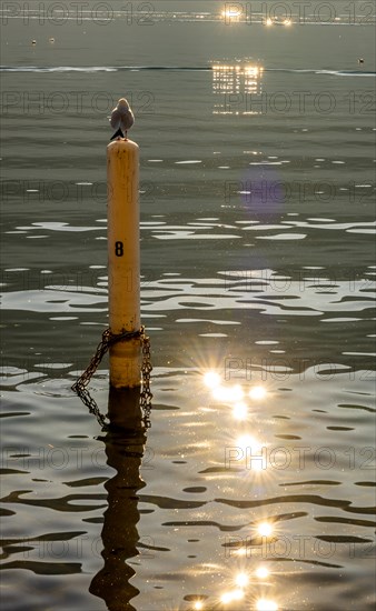 Bird Standing on a Pole on Lake Lugano with Sun reflection in a Sunny Day in Morcote, Ticino, Switzerland, Europe