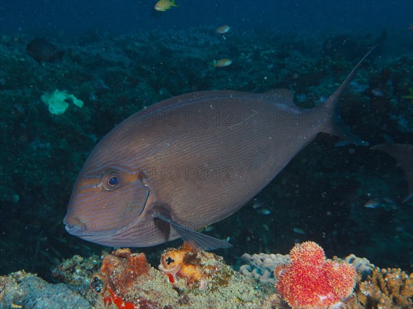 Elongate surgeonfish (Acanthurus mata), dive site Sodwana Bay National Park, Maputaland Marine Reserve, KwaZulu Natal, South Africa, Africa