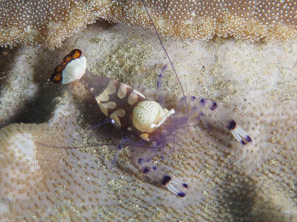 Peacock-eyed anemone shrimp (Ancylocaris brevicarpalis) on a carpet anemone, Sodwana Bay National Park dive site, Maputaland Marine Reserve, KwaZulu Natal, South Africa, Africa